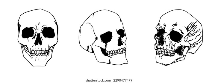 Sketch Anatomical Skulls Vector Set. Skeleton Tattoo Design.