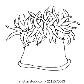 sketch anemone coral polyp. a marine reef polyp drawn in sketch style, side view isolated black outline on white for a marine design template Vector 