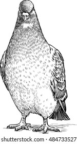 sketch of an angry pigeon