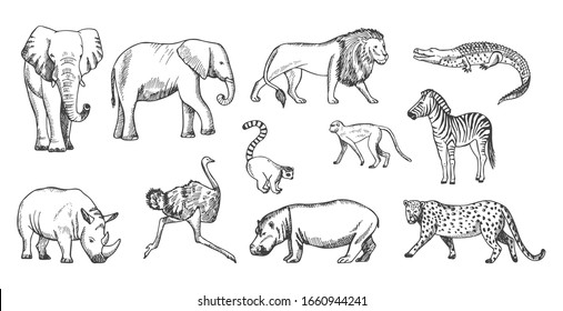 Zoo Animals Illustration Background Immagini Foto Stock E Grafica Vettoriale Shutterstock