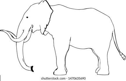 Sketch Animal Elephant Isolated Vector Stock Vector (Royalty Free ...