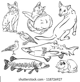 Sketch of animal set - cat, dog, guinea pig, bird, pike, shark