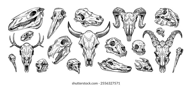 Sketch of animal skulls set. Drawing bones, head skeletons of different beasts: deer, lion, birds, cat, dog. Engraving fauna anatomy. Hand drawn isolated vector illustrations on white background