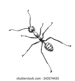 4,857 Sketch ant Images, Stock Photos & Vectors | Shutterstock