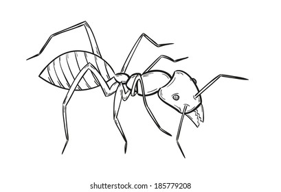 sketch of the ant on white background, isolated