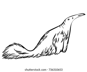 Sketch Anteater. Hand Drawn Ant Bear, Ant Eater Animal.