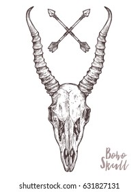 Sketch Of Antelope Skull With Tribal Arrows. Boho And Hipster Hand Drawn Illustration. Anatomical Drawing Of Skull With Horns