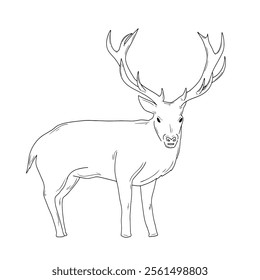 Sketch of antlered deer. good for children's drawing books, children's coloring exercise books, logos, stickers, backgrounds, etc.