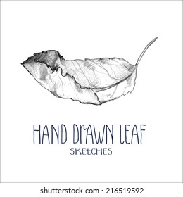 The sketch of apple leaf