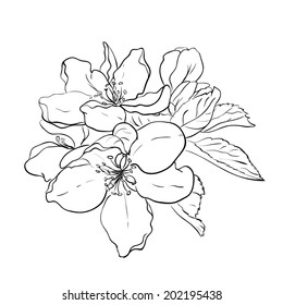 Sketch of apple tree flowers isolated on white, spring blossoms. Vector illustration