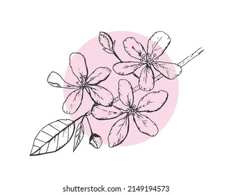 Sketch of apple tree flowers on a branch. Line art. Abstract vector illustration.