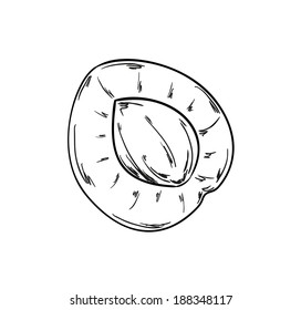 sketch of the apricot on white background