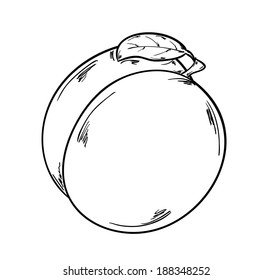 sketch of the apricot on white background