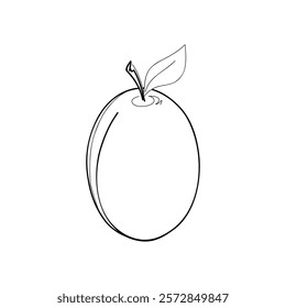 Sketch of apricot, plum, simple black and white graphic illustration, hand-drawn, isolated on white, vector. Sweet, juicy, delicious fruit for decoration, label, design. Vegan Healthy Food