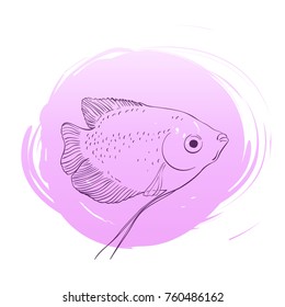 Sketch of aquarium lalius fish on purple round blot background, Hand drawn vector illustration