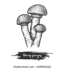 Sketch of armillaria mushroom or honey fungus. Hand drawn parasitic fungi or forest fungus. Vegetarian and vegan nutrition icon. Vector illustration for cooking or recipe book. Nature and organic