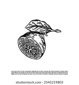 Esboço arte limão limão limão fruto vetor, fruto natural corte ilustração