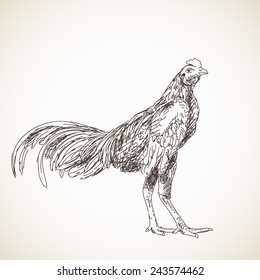 Sketch of asian rooster, Hand drawn vector illustration
