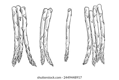 Sketch of asparagus isolated, line art