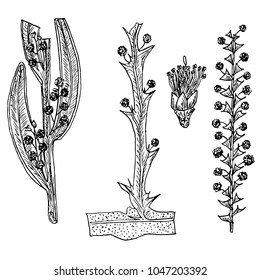 Sketch of Australian acacia filoids and flowers. Monochrome shapes of acacia framed, acacia winged, acacia deceptive for print, for web, design element stock vector illustration