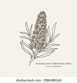 Sketch Australian Christmas tree. Hand drawn nuytsia floribunda