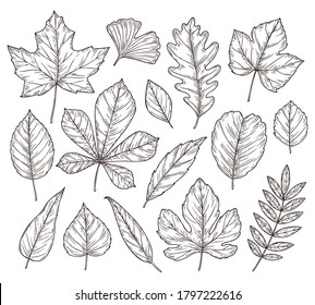 Sketch autumn leaves. Fall leaf, hand drawn vintage foliage element. Isolated forest maple oak rowan tree, botany nature vector illustration
