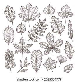 Sketch autumn leaves. Autumn vector set.