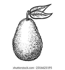 Sketch of avocado fruit. Vector image of alligator pear. Hand drawn tropical food. Organic and natural culinary symbol. Vegetarian and vegan appetizing diet ingredient. Farm and harvest, nutrition