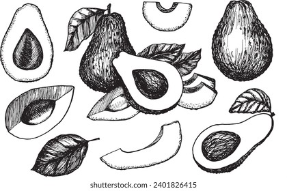 Sketch of avocado fruits and leavs. Hand drawn illustration.