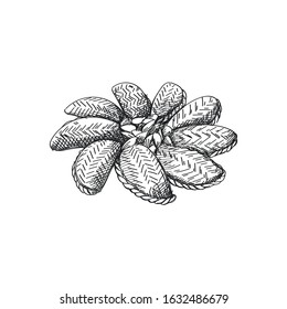 Sketch of Azerbaijan national pastry shekerbura with seeds in the center