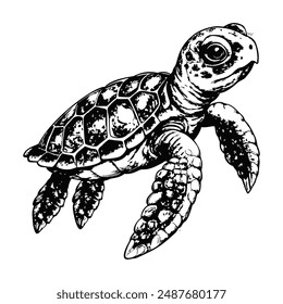 Sketch of a baby sea turtle, on a white background