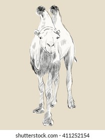 sketch of Bactrian camel on beige background