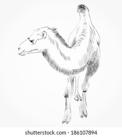sketch of Bactrian camel on white background
