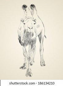 sketch of Bactrian camel on white background