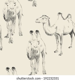 sketch of Bactrian camel on white background
