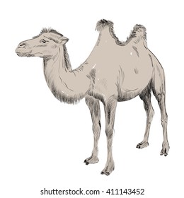sketch of Bactrian camel on white background
