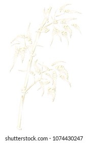 Sketch of the bamboo. Traditional style. White