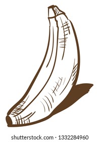 A sketch banana with a shadow, vector, color drawing or illustration.