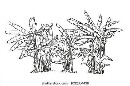 Banana Tree Line Images Stock Photos Vectors Shutterstock