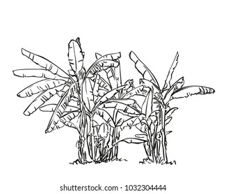 Sketch of banana tree plantation, Hand drawn vector illustration