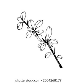 Sketch of barberry branches. Vector black and white line hand drawn illustration. Graphic element for design of postcards, wedding invitations, label