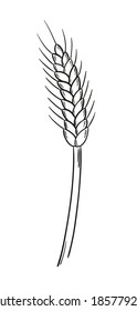 sketch of the barley on white background, isolated