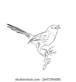 sketch of a Bar-winged Prinia bird perched on a tree branch on white background (Prinia familiaris)