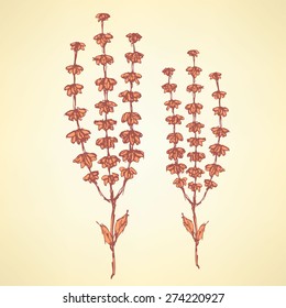 Sketch basil herb in vintage style, vector