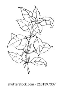 Sketch of Basil leaf. Vector engraved illustration of herb in line art style. Drawing of italian space