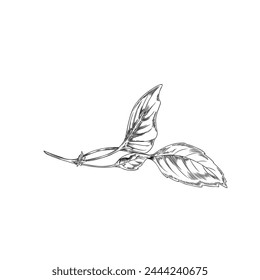 Esbozo de hojas de albahaca en un tallo, con líneas finas que capturan su esencia en esta Ilustración vectorial monocroma.