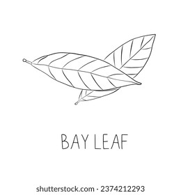 Sketch Bay Leaf Vektorgrafik im Doodle-Stil	
