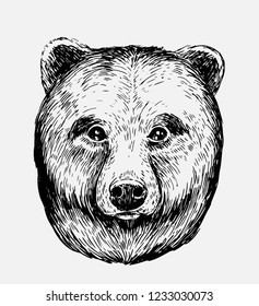 Sketch of bear. Hand drawn illustration converted to vector