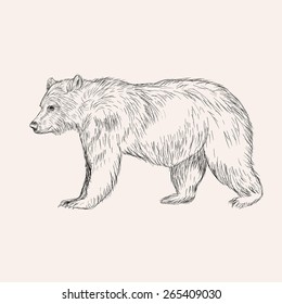 Sketch bear. Hand drawn vector illustration isolated. Engraving doodle style.