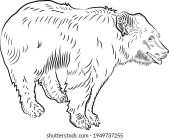 Sketch of bear. Minimalistic style.